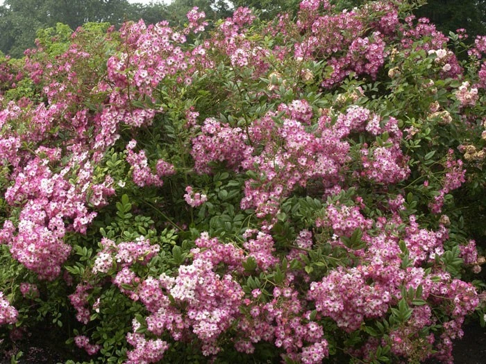 Rose Mozart ® - Lambert 4 Rose Mozart ® - Lambert - Image 2