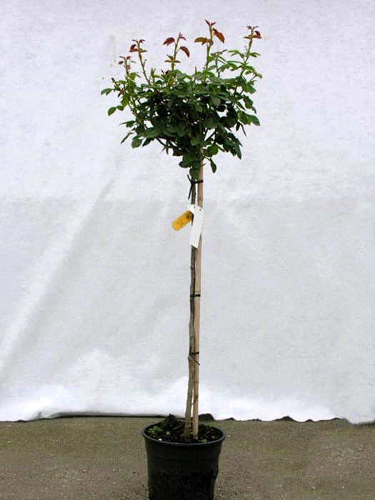 Rosen-Stämmchen Eden Rose 85 ® - Meilland 4 Rosen-Stämmchen Eden Rose 85 ® - Meilland – Bild 2