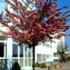 Crataegus Laevigata Paul's Scarlet, Rotdorn - Hochstamm