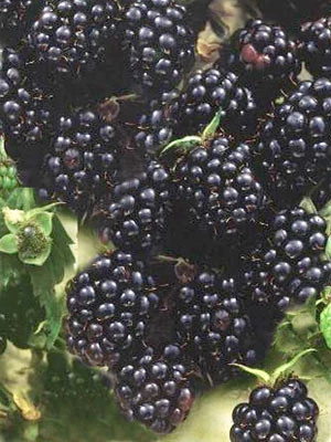 Brombeere 'Lubera® Kiowa' (S) 3 Brombeere 'Lubera® Kiowa' (S)