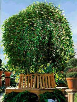 Salix Caprea Pendula, Hängende Kätzchenweide -Gartenserien Laden s caprea pendula j4 1280x1280