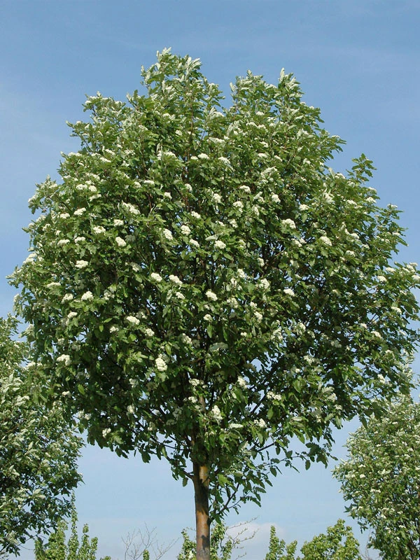 Sorbus Thuringiaca 'Fastigiata', Thüringische Säulen-Eberesche - Hochstamm 3 Sorbus Thuringiaca 'Fastigiata', Thüringische Säulen-Eberesche - Hochstamm