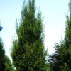 Carpinus Betulus 'Fastigiata', Säulenhainbuche 2 Carpinus Betulus 'Fastigiata', Säulenhainbuche -Gartenserien Laden saeulenhainbuche laub 1280x1280