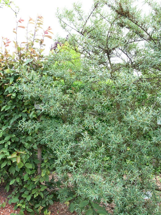 Hippophae Rhamnoides 'Pollmix' 3 Hippophae Rhamnoides 'Pollmix'