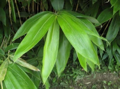 Sasa Palmata 'Nebulosa', Niedriger Großblattbambus -Gartenserien Laden sasa nebulosa blatt55599ed9154b2 1280x1280