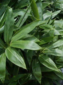 Sasa Palmata 'Nebulosa', Niedriger Großblattbambus