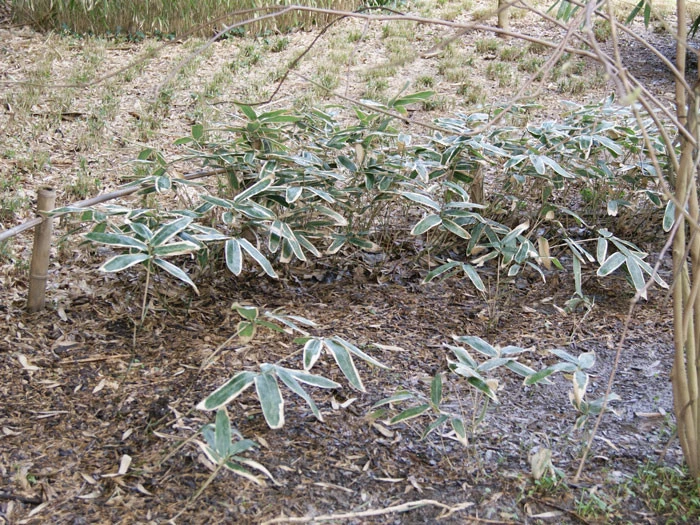 Sasa Veitchii, Breitblättriger Zwergbambus 5 Sasa Veitchii, Breitblättriger Zwergbambus - Image 3