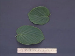 Corylopsis Spicata, Ährige Scheinhasel -Gartenserien Laden scheinhasel blatt 1280x1280