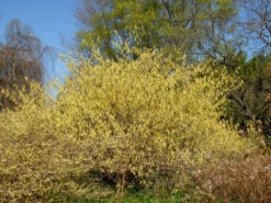 Corylopsis Spicata, Ährige Scheinhasel -Gartenserien Laden scheinhasel pflanze 1280x1280