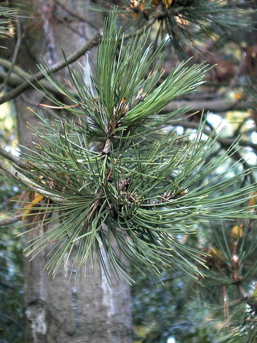 Pinus Leucodermis (syn. Heldreichii), Schlangenhaut-Kiefer 4 Pinus Leucodermis (syn. Heldreichii), Schlangenhaut-Kiefer - Image 2