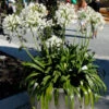 Agapanthus Africanus 'Albus', Weiße Afrikanische Schmucklilie 2 Agapanthus Africanus 'Albus', Weiße Afrikanische Schmucklilie -Gartenserien Laden schmucklilie weiss topf 1280x1280