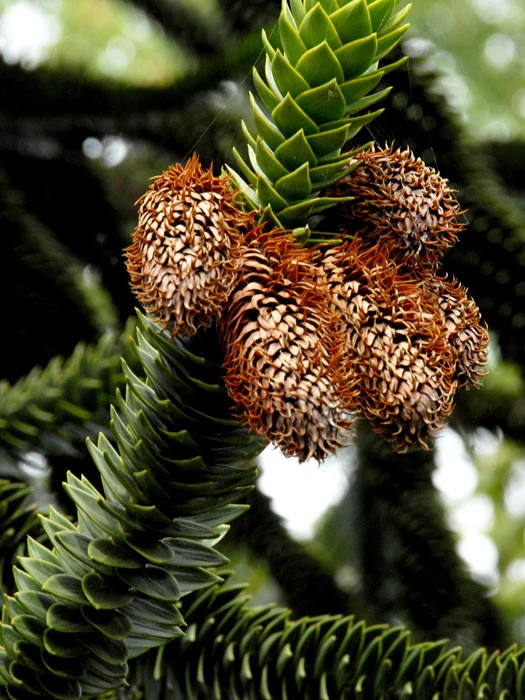 Araucaria Araucana, Chilenische Schmucktanne 4 Araucaria Araucana, Chilenische Schmucktanne - Image 2