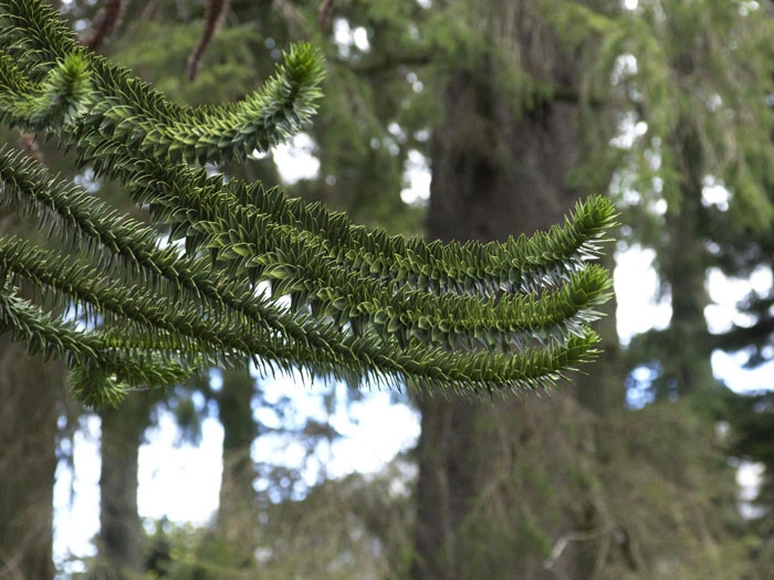 Araucaria Araucana, Chilenische Schmucktanne 5 Araucaria Araucana, Chilenische Schmucktanne - Image 3