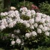 Rhododendron 'Schneeauge' -Gartenserien Laden schneeauge rhododendron 1280x1280