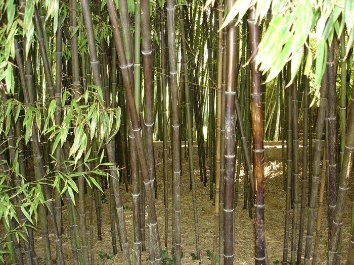 Phyllostachys Nigra Punctata, Schwarzrohrbambus 5 Phyllostachys Nigra Punctata, Schwarzrohrbambus - Image 3