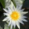 Nymphaea Hybride Hever White, Seerose, Teichrose 1 Nymphaea Hybride Hever White, Seerose, Teichrose -Gartenserien Laden seerose hever white 1280x1280