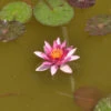 Nymphaea Hybride Aurora, Seerose, Teichrose -Gartenserien Laden seerose rene gerard 1280x1280