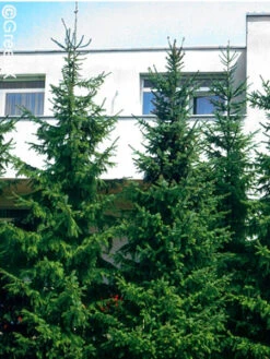 Picea Omorika, Serbische Fichte -Gartenserien Laden serbische fichte 41310 2 1280x1280