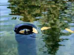 AquaSkim 40, Oberflächenabsauger Von OASE (Art.Nr.56907) -Gartenserien Laden skimmer j 1280x1280