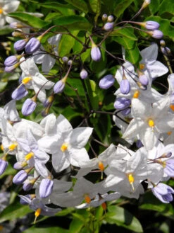 Solanum Jasminoides, Sommerjasmin -Gartenserien Laden solanum weiss 1280x1280