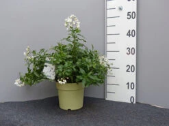 Solanum Jasminoides, Sommerjasmin -Gartenserien Laden sommer jasmin 1 1280x1280