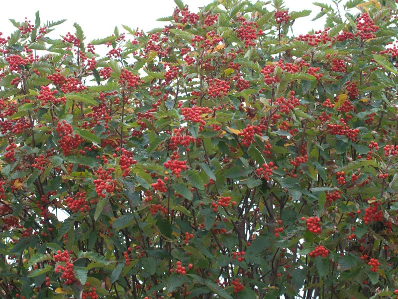 Sorbus Thuringiaca 'Fastigiata', Thüringische Säulen-Eberesche - Hochstamm 4 Sorbus Thuringiaca 'Fastigiata', Thüringische Säulen-Eberesche - Hochstamm - Image 2