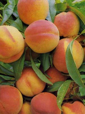 Pfirsich South Heaven 3 Pfirsich South Heaven