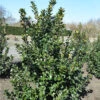 Ilex Meserveae Blue Prince, Stechpalme -Gartenserien Laden stechpalme blue prince 1280x1280