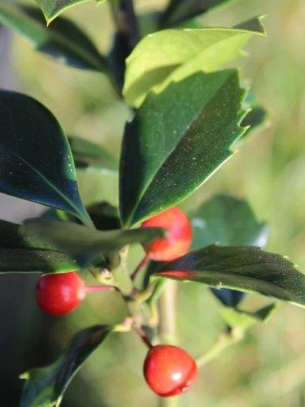 Ilex Meserveae 'Heckenfee', Stechpalme 4 Ilex Meserveae 'Heckenfee', Stechpalme - Image 2