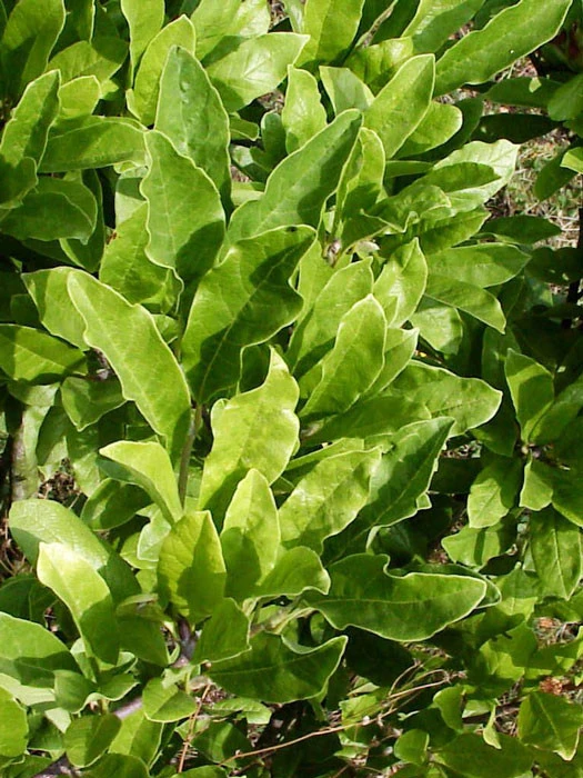 Magnolia Stellata, Sternmagnolie 4 Magnolia Stellata, Sternmagnolie – Bild 2