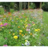 Blumenwiese - Super Premium Mischung -Gartenserien Laden super premium mischung 1280x1280