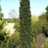 Taxus Baccata 'Fastigiata Robusta' -Gartenserien Laden taxus fastigiata robusta 1280x1280