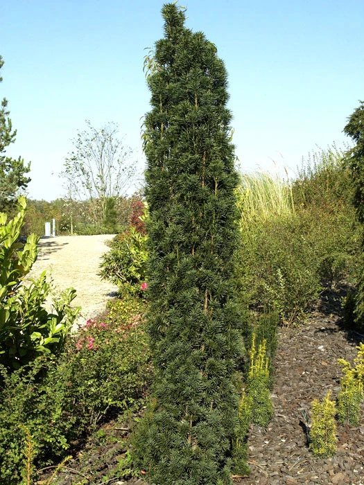 Taxus Baccata 'Fastigiata Robusta' 3 Taxus Baccata 'Fastigiata Robusta'