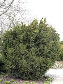 Taxus Media 'Hicksii', Becher-Eibe -Gartenserien Laden taxus hicksii 1280x1280