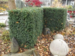 Taxus Media 'Hillii', Männliche Becher-Eibe -Gartenserien Laden taxus hillii hecke55599f2bf3091 1280x1280