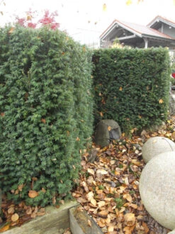 Taxus Media 'Hillii', Männliche Becher-Eibe -Gartenserien Laden taxus hillii pflanze55599f2c60b6a 1280x1280