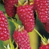 Him-/Brombeere 'Tayberry Buckingham'® -Gartenserien Laden tayberry buckinghm 78621 0 1280x1280