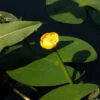 Nuphar Lutea, Teichmummel, Gelbe Teichrose
