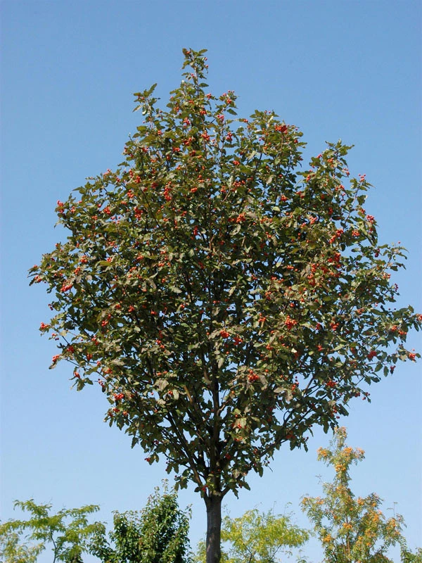 Sorbus Thuringiaca 'Fastigiata', Thüringische Säulen-Eberesche - Hochstamm 5 Sorbus Thuringiaca 'Fastigiata', Thüringische Säulen-Eberesche - Hochstamm - Image 3