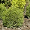 Thuja Occidentalis 'Danica', Zwerg-Kugellebensbaum -Gartenserien Laden thuja danica 1280x1280