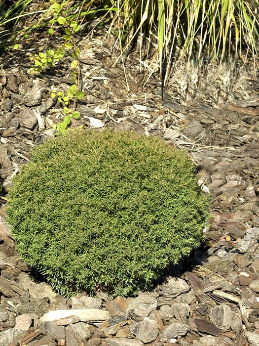 Thuja Occidentalis 'Teddy', Kuschel-Lebensbaum 3 Thuja Occidentalis 'Teddy', Kuschel-Lebensbaum