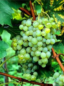 Tafel- Und Weintraube Phoenix