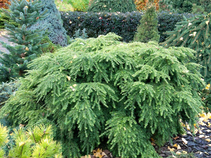 Tsuga Canadensis 'Jeddeloh', Zwerg-Hemlocktanne 5 Tsuga Canadensis 'Jeddeloh', Zwerg-Hemlocktanne – Bild 3