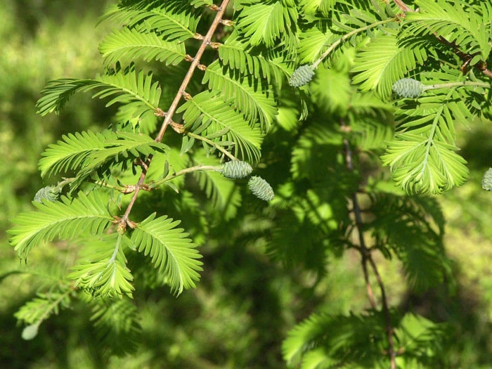 Metasequoia Glyptostroboides, Urweltmammutbaum 4 Metasequoia Glyptostroboides, Urweltmammutbaum - Image 2