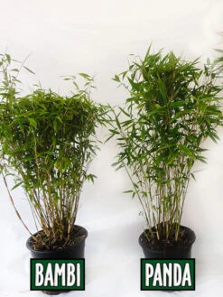 Fargesia Murielae 'Panda', Schirmbambus -Gartenserien Laden vergleich bambus panda bamb5a30ecb28375a 1280x1280