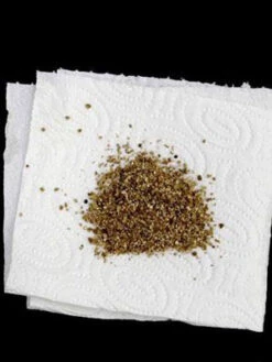 Aphidoletes-Gallmücke (Art.Nr. KB4046) -Gartenserien Laden versand aphidoletes muecke 80529 2 1280x1280