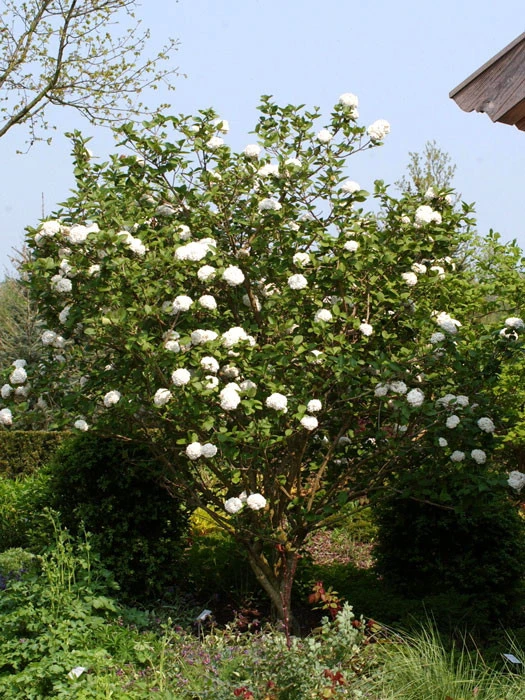Viburnum Carlcephalum, Großblumiger Duft-Schneeball 5 Viburnum Carlcephalum, Großblumiger Duft-Schneeball - Image 3