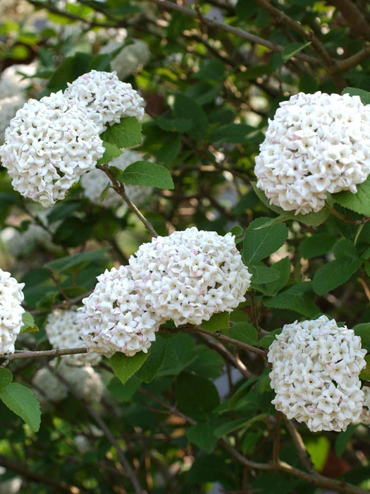 Viburnum Carlcephalum, Großblumiger Duft-Schneeball 3 Viburnum Carlcephalum, Großblumiger Duft-Schneeball