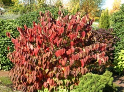 Viburnum Plicatum 'Mariesii', Japanischer Schneeball -Gartenserien Laden viburnum mariesii herbst 1280x1280