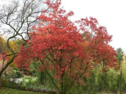 Viburnum Opulus 'Roseum', Echter Schneeball -Gartenserien Laden viburnum roseum55599e9c5d844 1280x1280